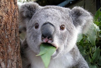 Funny koala